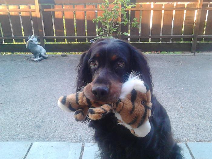 13460768_10157067505755422_582969354_o