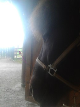 Molnar ville også være med