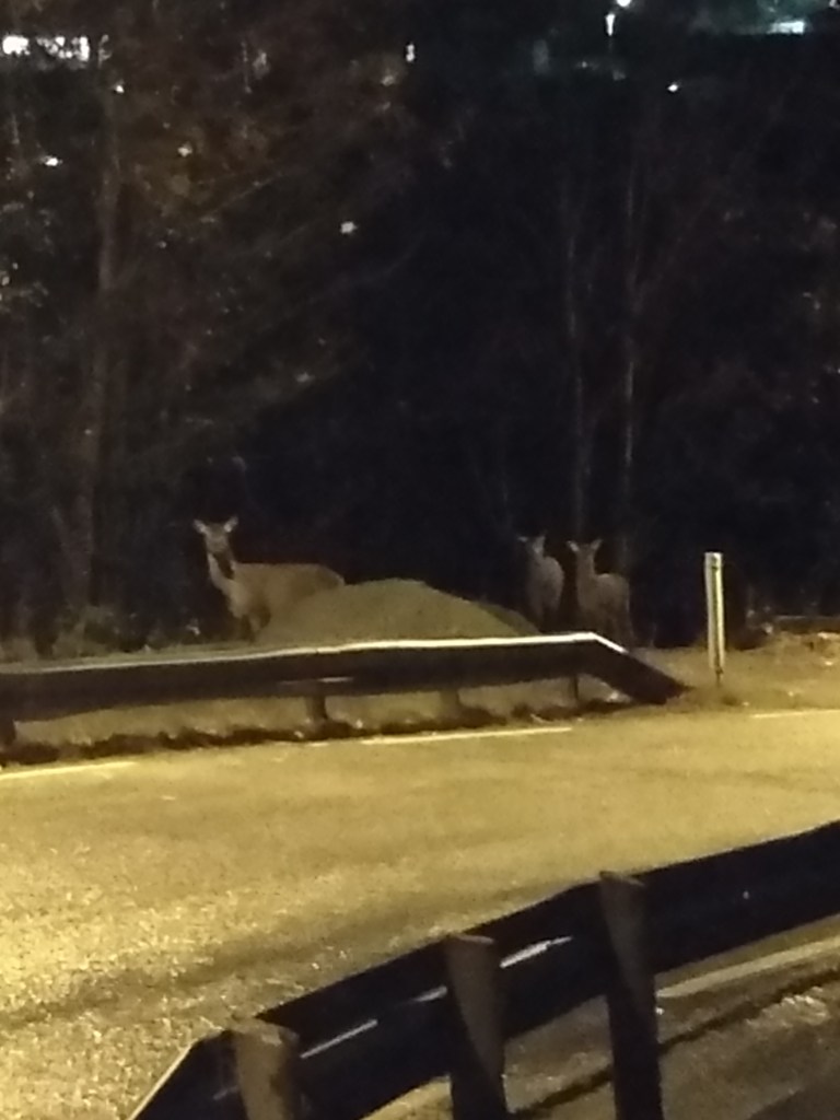 Tre hjort ser mot kamera fra andre siden av en landevei opplyst av gatelyktene.