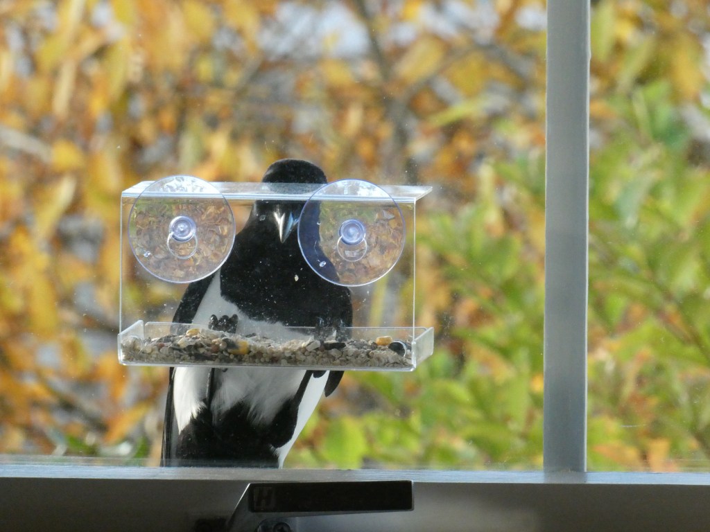Fuglebrett av plast, festet til vindu med sugekopper. En skjære henger på kanten av fuglebrettet med klørne og ser inn vinduet.